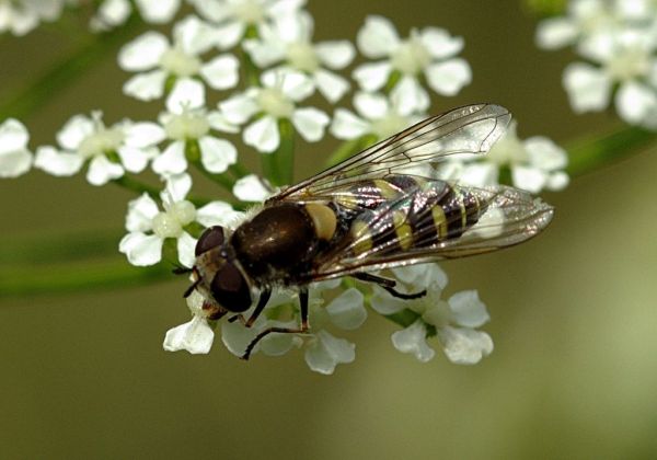 Melangyna compositarum-labiatarum female 1