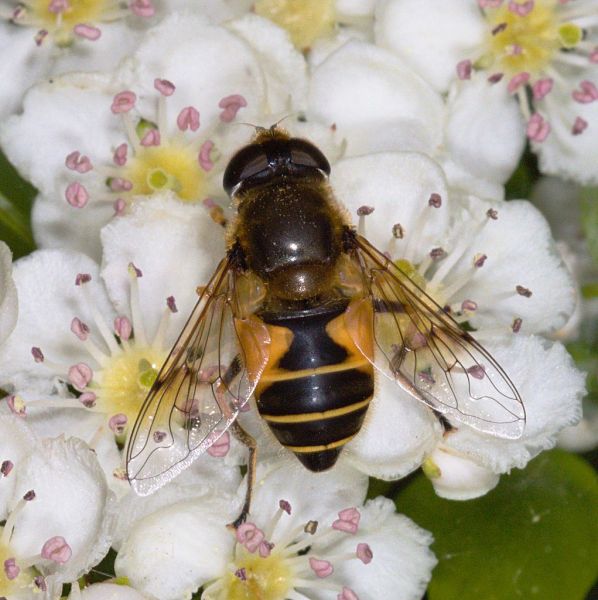 Eristalis horticola female