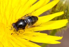 Eristalinus aeneus