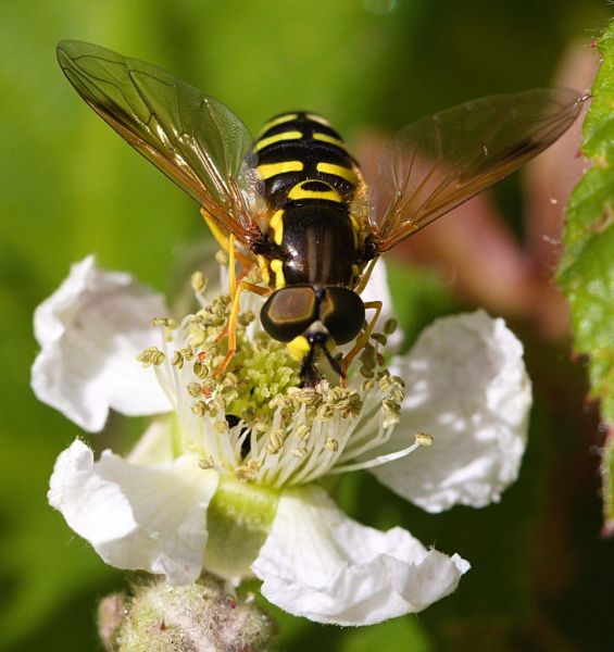 Chrysotoxum festivum