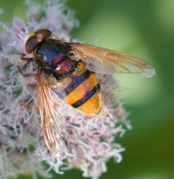 Volucella zonaria male