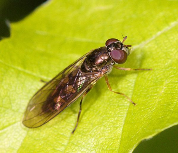 Melanostoma mellinum female showing dust spots on frons