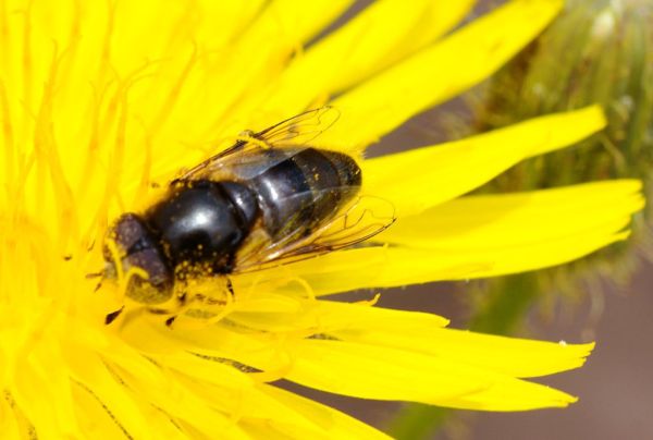 Eristalinus aeneus
