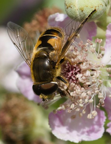 Eristalis nemorum female