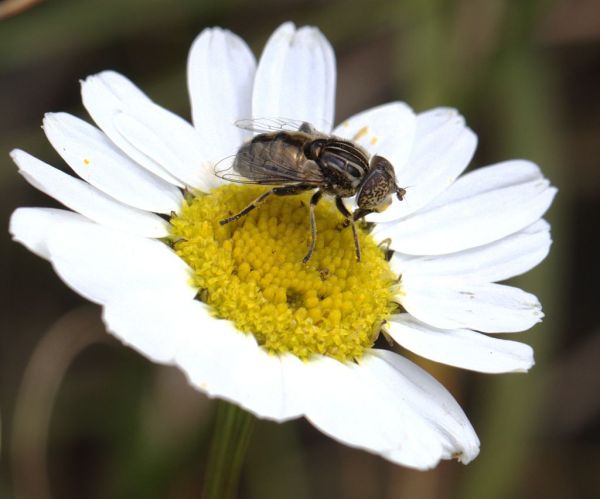 Eristalinus sepulchralis 20180724