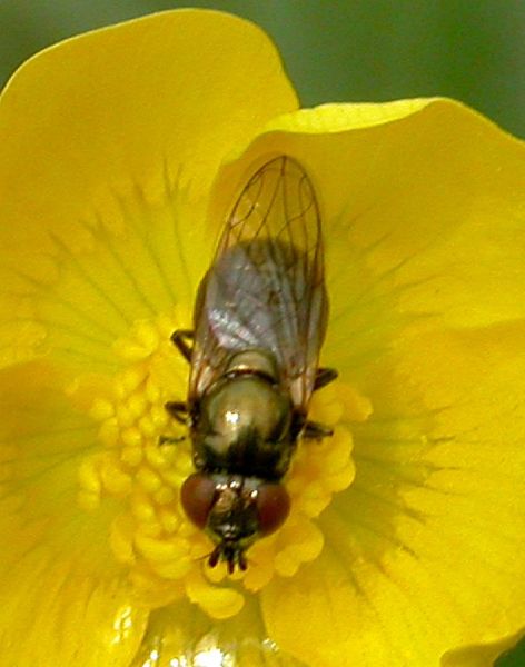 Lejogaster metallina female