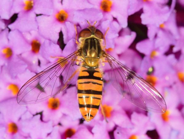 Episyrphus balteatus on Buddleia