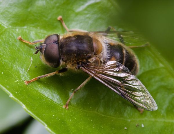 Eristalis pertinax male
