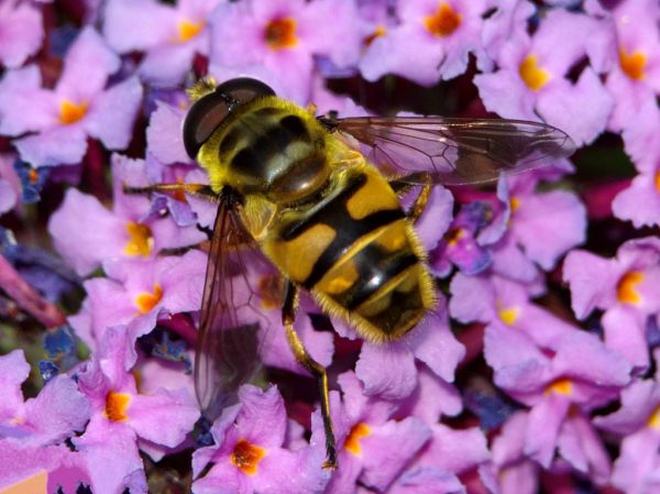 Myathropa florea