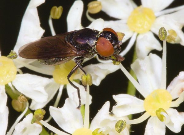 Chrysogaster solstitialis