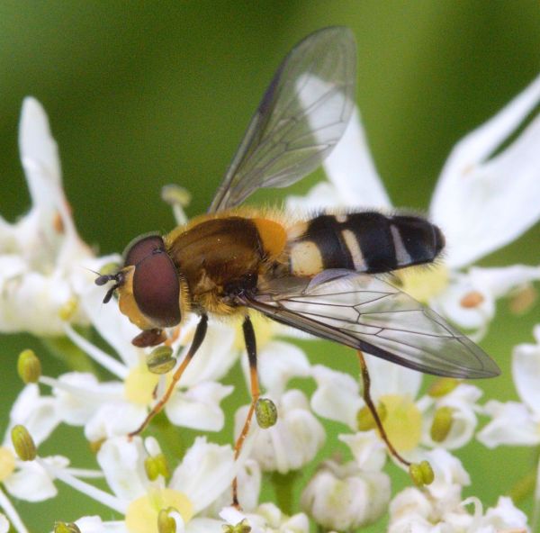 Leucozona glaucia male