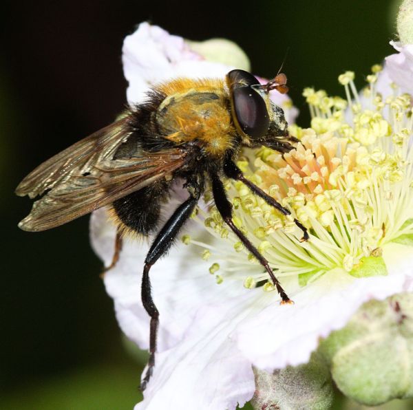 Criorhina berberina