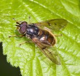 Ferdinandea cuprea male sunning on a leaf