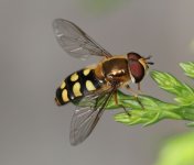 Eupeodes luniger male garden