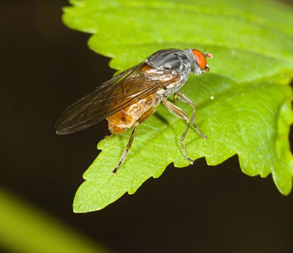 Brachyopa insensilis