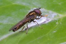 Platycheirus albimanus male