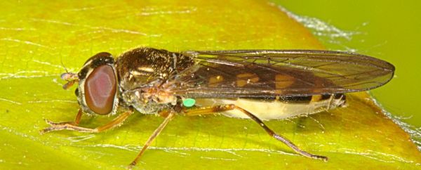 Melanostoma scalare female