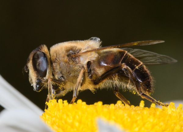 Eristalis tenax female side view