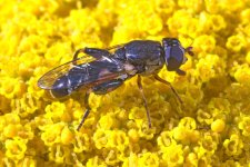Syritta pipiens Aug 2017