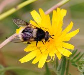 Eriozona syrphoides female