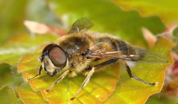 Eristalis pertinax male 20140425