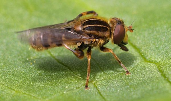 Anasimyia lineata