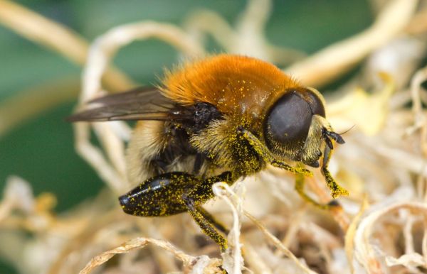 Merodon equestris male