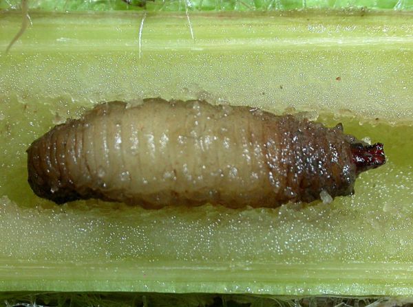 Cheilosia grossa larva in Marsh Thistle stem