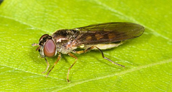 Melanostoma mellinum female