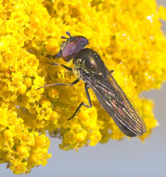 Platycheirus albimanus male Aug 2017