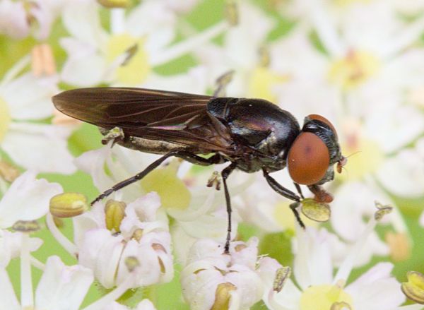 Chrysogaster solstitialis female