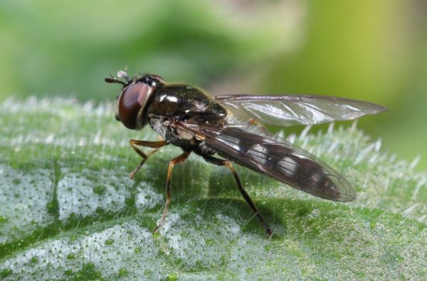 Platycheirus albimanus female garden 20200414