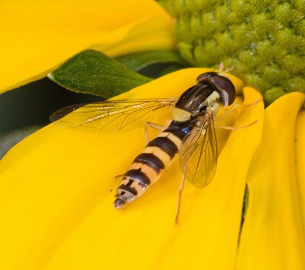 Sphaerophoria scripta (probably) feamale