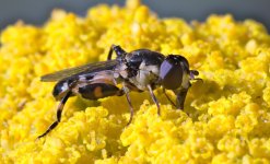 Syritta pipiens Aug 2017 2
