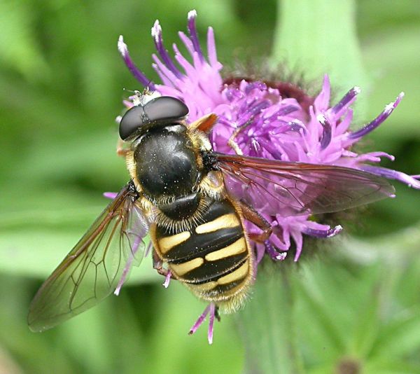 Sericomyia silentis