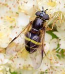 Dasysyrphus tricinctus