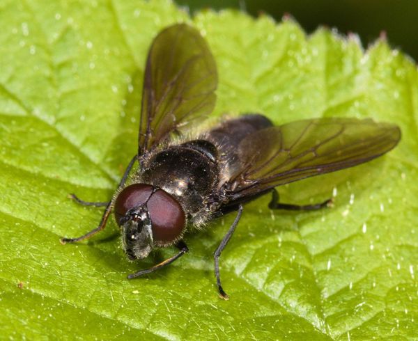 Cheilosia variabilis