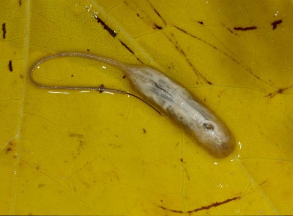 Myathropa florea larva