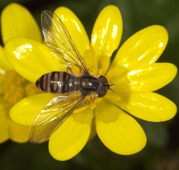 Episyrphus balteatus dark spring female