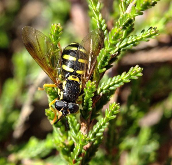 Chrysotoxum vernale