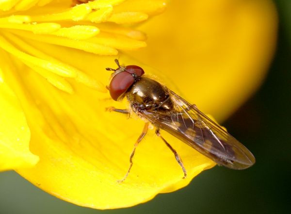 Platycheirus splendidus male garden 20200415