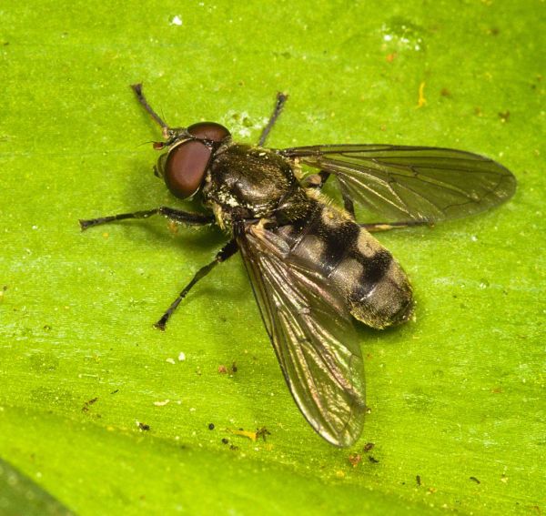 Portevinia maculata