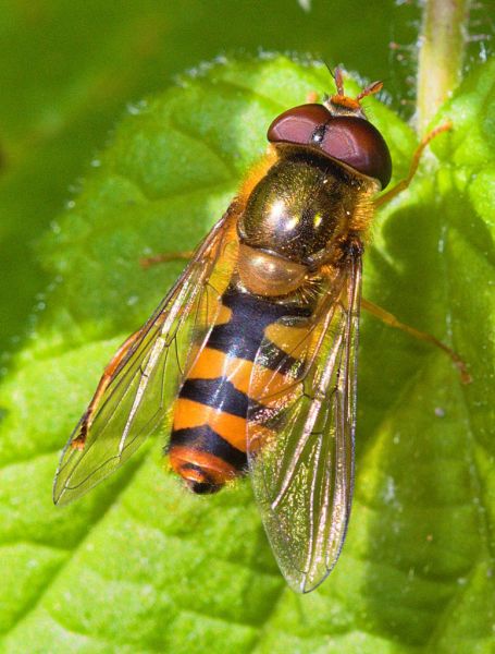 Epistrophe nitidicollis male
