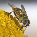 Myathropa florea Aug 2017 3