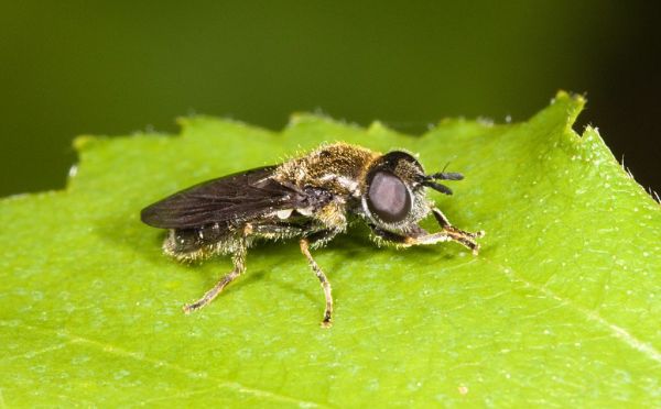Pipizella virens