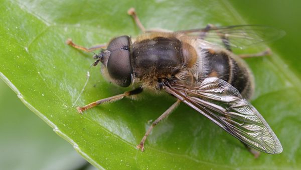 Eristalis pertinax male Garden 20200413